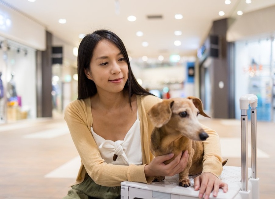 Локальные бренды и маркетплейсы разогрели рынок зоокосметики — исследование
