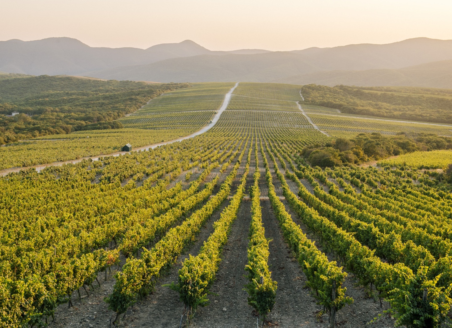 Российский винный бренд «Абрау-Дюрсо» локализует производство в Индии